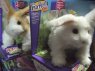 Skaczące króliki interaktywne full real, realistyczne, królik interaktywny, realistyczny, skaczący