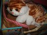 Kot interaktywny miałczący z małym kotkiem w koszyczku, koszyku, leżance, leżanka, koty, kotki, kotek, interaktywne
