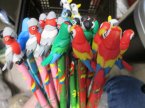 Ołówki Papugi