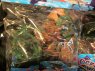 Figurka zwierząt, figurki zwierzęta, morskie, leśne, dzikie, domowe, hodowlane, kot, koty, pies, psy, sarna, sarny, lis, lisy, wąż, węże, żyrafa, żyrafy, słoń, słonie, lew, lwy, krowa, krowy, koń, konie, rak