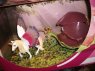 SCHLEICH Figurki, figurka